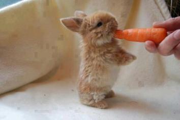 Bunny with carrot