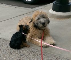 Honey and Katie lunch