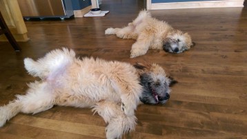 Honey and Piper tired