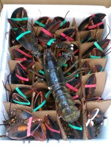 Lobsters 2015