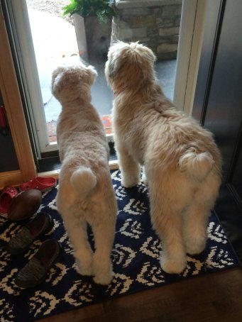 Honey and Piper booty's