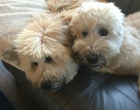 Honey & Piper snuggling