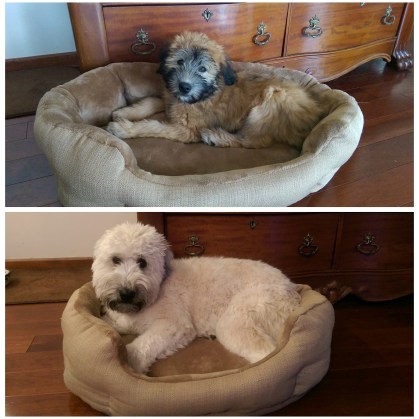 Honey small & bigger