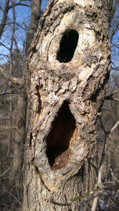 Tree holes