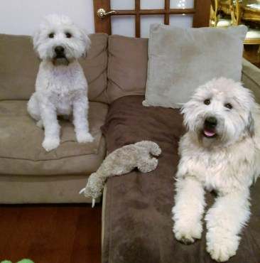 Honey and Piper couch